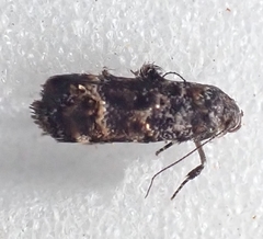 Corocosma memorabilis
