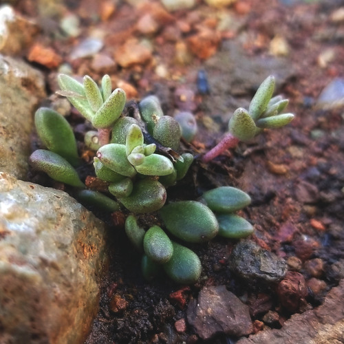Dudleya variegata
