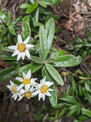 Olearia archeri
