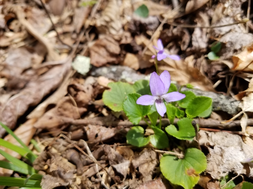 Labrador Violet Invasive Labrador violet from 7665 Frew Rd, Huntingdon, PA 16652, USA on May 3 ...