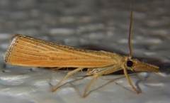 Pediasia dorsipunctellus