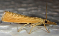 Pediasia dorsipunctellus