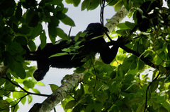 Alouatta