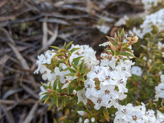 Epacris grandis