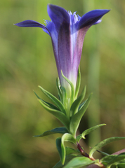 Gentiana septemfida grossheimii