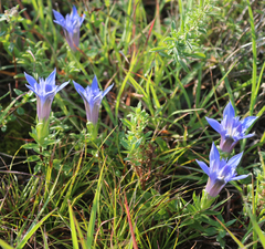 Gentiana septemfida grossheimii
