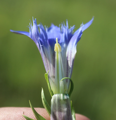 Gentiana septemfida grossheimii