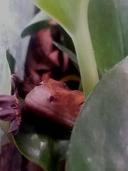 Correlophus ciliatus