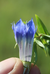 Gentiana septemfida grossheimii