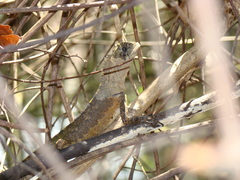 Uranoscodon superciliosus