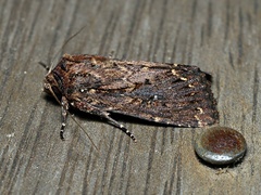 Dasygaster epundoides