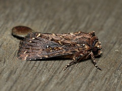 Dasygaster epundoides