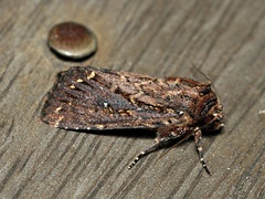 Dasygaster epundoides