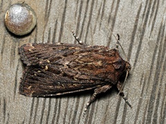 Dasygaster epundoides