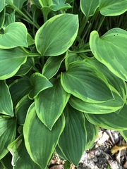 Hosta