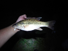 Micropterus treculii