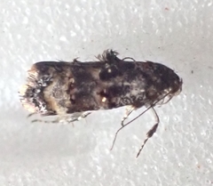 Corocosma memorabilis