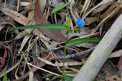Commelina lanceolata