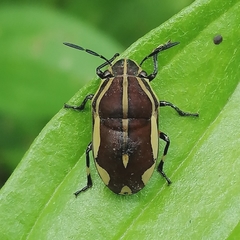 Agonosoma flavolineatum