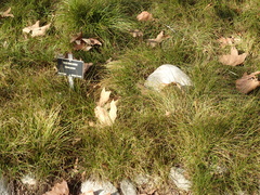 Carex pansa