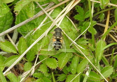 Eristalis croceimaculata