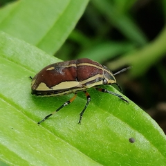 Agonosoma flavolineatum