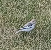 Snow Bunting