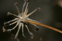 Hypochaeris laevigata
