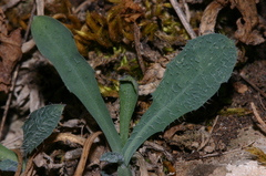 Hypochaeris laevigata