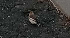 Snow Bunting