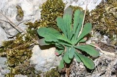 Hypochaeris laevigata