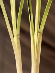 Carex pansa