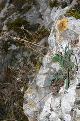 Hypochaeris laevigata