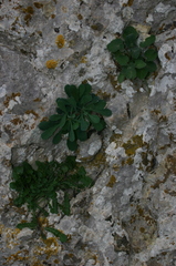 Hypochaeris laevigata