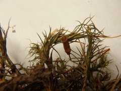 Polytrichum pallidisetum