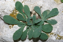 Hypochaeris laevigata