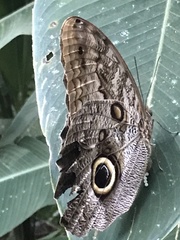 Caligo telamonius menus