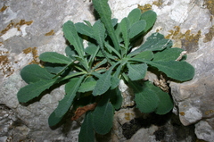 Hypochaeris laevigata