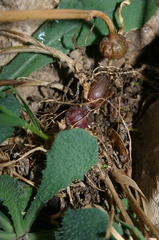 Hypochaeris laevigata