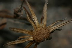 Hypochaeris laevigata