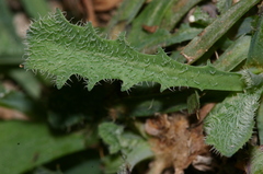 Hypochaeris laevigata