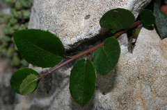 Rhamnus myrtifolia