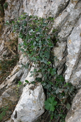 Geranium atlanticum