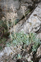 Alyssum montanum image