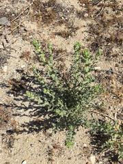 Heterotheca sessiliflora