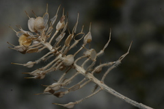 Image of Alyssum montanum