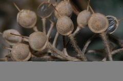 Alyssum montanum image