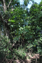 Kraussia floribunda