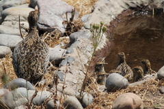 Nothoprocta perdicaria