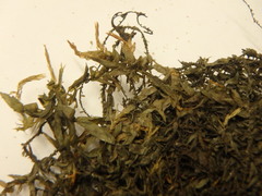 Fontinalis hypnoides